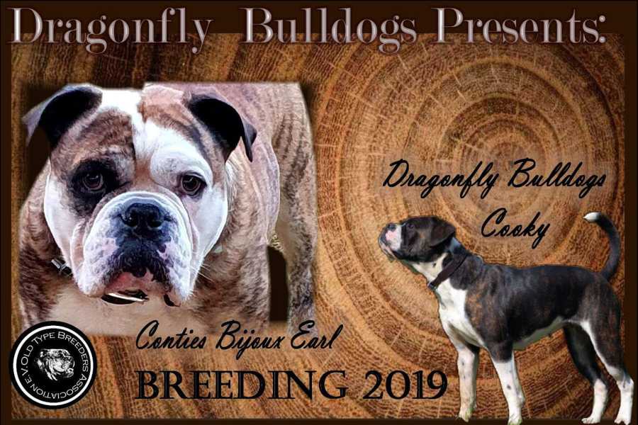 Dragonfly Bulldogs Leavitt Bulldog und Alternative Bulldogge I Wurf